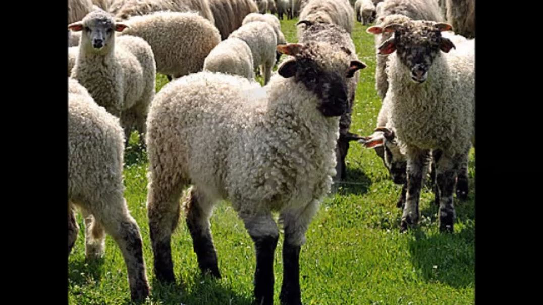 ⁣Good Shepherd Sunday: False Shepherds