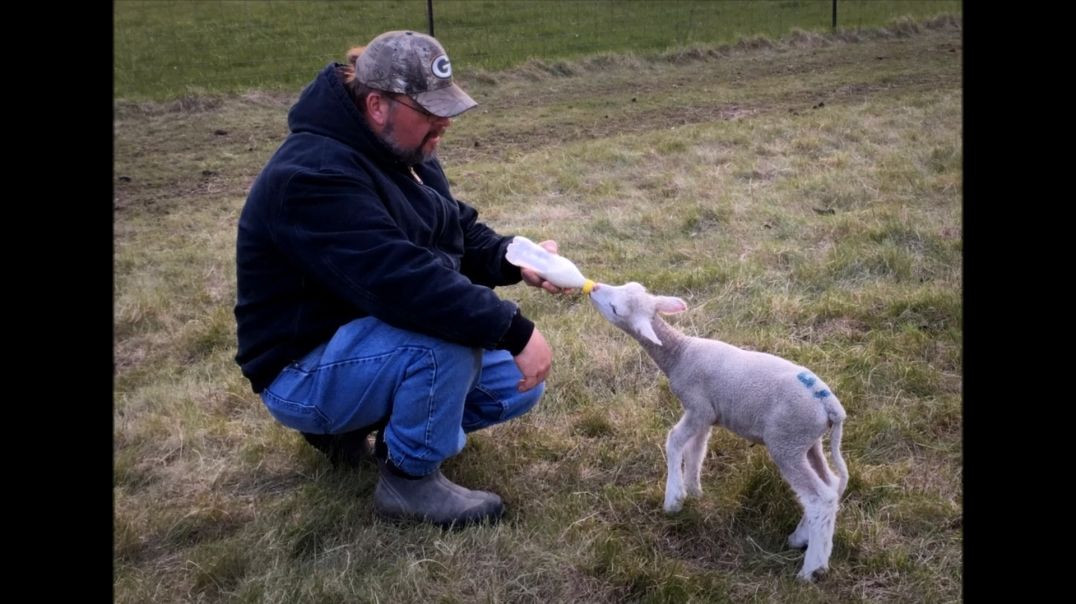 ⁣Good Shepherd: Tiny The Bummer Lamb