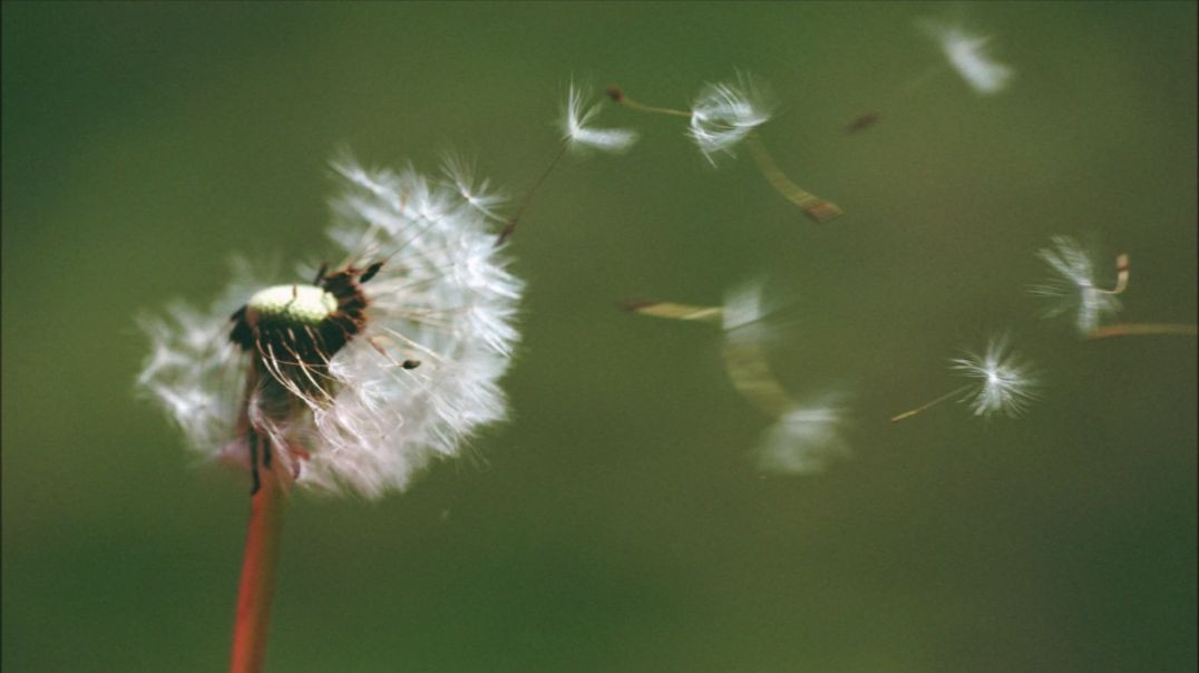 Sow Seeds of the Gospel: Be Like the Dandelion